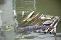 Asian water monitor or Varanus salvator with turtle sleeping on bamboo raft in pond