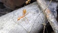 Asian Weaver Ant (Oecophylla smaragdina) in the Philippines