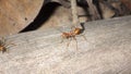 Asian Weaver Ant (Oecophylla smaragdina) in the Philippines