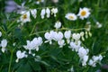 Asian White Bleeding Heart Alba Lamprocapnos Spectabilis horizontal Royalty Free Stock Photo