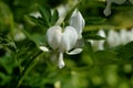 Asian White Bleeding Heart Alba Lamprocapnos Spectabilis macro horizontal Royalty Free Stock Photo