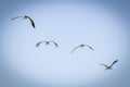 Asian White colored Open billed stork, Anastomus oscitans, India white stork  in the Nature Habitat Wildlife Birds. India Royalty Free Stock Photo