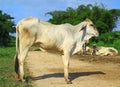 Asian white cow