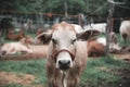 An asian white cow in a farmland Royalty Free Stock Photo