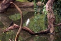 An asian white egret sitting on the forest tree, India Royalty Free Stock Photo
