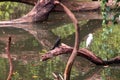 An asian white egret sitting on the forest tree, India Royalty Free Stock Photo