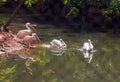 Asian Rosy and White Peliucans  on lake side habitate, India Royalty Free Stock Photo