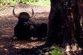 Asian wild buffaloes Royalty Free Stock Photo
