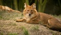 Asian wild dog or dhole Royalty Free Stock Photo
