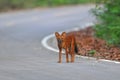 Asian Wild Dog Royalty Free Stock Photo