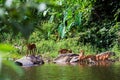 Asian wild dog family Royalty Free Stock Photo