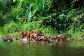 Asian wild dog family Royalty Free Stock Photo