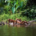 Asian wild dog family Royalty Free Stock Photo