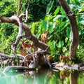 Asian wild dog family Royalty Free Stock Photo