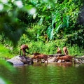 Asian wild dog family Royalty Free Stock Photo