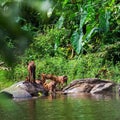 Asian wild dog family Royalty Free Stock Photo