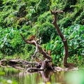 Asian wild dog family Royalty Free Stock Photo