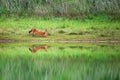 Asian Wild Dog relaxing on the grassland Royalty Free Stock Photo