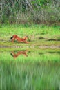 Asian Wild Dog relaxing on the grassland Royalty Free Stock Photo