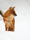 Asian Wild Dog in the snow Royalty Free Stock Photo