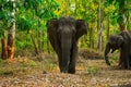 Asian wild elephants on the side of a forest road in a wild life sanctuary in Western Ghats