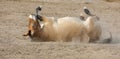 Mongolian Wild Horse rolling on the ground, adobe rgb