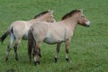 Asian Wild Horses In Meadow