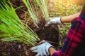 Asian women being dig the ground Planting lemongrass. Vegetable kitchen garden