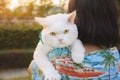 An Asian woman carries a white Persian cat on the lawn in the evening.