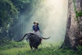 Asian woman farmer with a buffalo