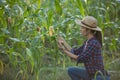 Asian woman farmer with digital tablet in corn field, Beautiful morning sunrise over the corn field. green corn field in Royalty Free Stock Photo