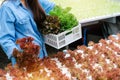 Asian woman farmer harvesting fresh green and red oak lettuce salad, organic hydroponic vegetable in greenhouse garden nursery far Royalty Free Stock Photo