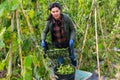 Woman picking haricot in vegetable garden