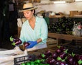 Asian woman farmer sorts the collected eggplants in the warehouse, putting them in a crate Royalty Free Stock Photo