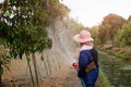 Asian woman farmer watering mango tree with hose in a field. Royalty Free Stock Photo