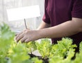 Asian woman gardener classify the organic salad plant. Vegetable gardening at green house garden