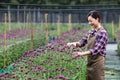 Asian woman gardener is cutting purple chrysanthemum flowers using secateurs for cut flower business for dead heading, cultivation