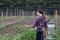 Asian woman gardener is cutting purple chrysanthemum flowers using secateurs for cut flower business for dead heading, cultivation
