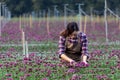 Asian woman gardener is cutting purple chrysanthemum flowers using secateurs for cut flower business for dead heading, cultivation