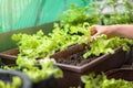 Asian woman gardener picking organic salad plant in plastic plant pot for breakfast at morning time, Vegetable gardening at home, Royalty Free Stock Photo