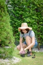 An Asian woman gardener is planting flowers into the flower pot Royalty Free Stock Photo