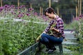 Asian woman gardener is weeding the flower bed for cut flower business for dead heading, cultivation and harvest season in the