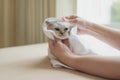 woman hands gently rub a cute persian kitten with white towel after bath Royalty Free Stock Photo