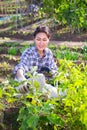 Asian woman harvesting ripe eggplants on vegetable garden Royalty Free Stock Photo