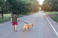 Asian woman with her golden retriever dog walking on the public road Royalty Free Stock Photo