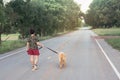 Asian woman with her golden retriever dog walking on the public road Royalty Free Stock Photo