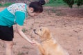 Asian woman holding the paw of a golden retriever dog, handshake, Friendship between human and dog