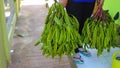 an Asian woman holding two bunch of Fresh Petai or Bitter Beans (Parkia speciosa, twisted cluster bean, or stink bean)