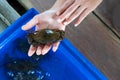 An Asian woman holds soft-shell crabs in her hand Royalty Free Stock Photo