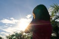 Asian woman in hot summer - heat stroke concept. Royalty Free Stock Photo